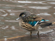 Wood Duck
