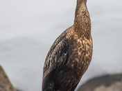 Double Crested Cormorant