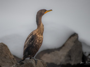 Double Crested Cormorant
