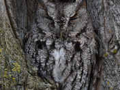Eastern Screech Owl