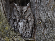 Eastern Screech Owl