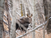 Hidden Yearling