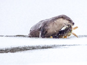 And the winner of the icing fishing derby is…