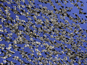 Snow Storm of Snow Geese.