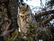 Great Horned Owl