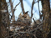 Great Horned Owl Nesting