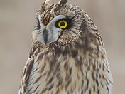 Short-eared owl 