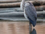 Great blue heron 