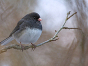 Snowbird in the Undergrowth
