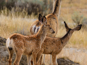 Listening Muley Family 