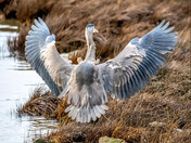 Heron touchdown 