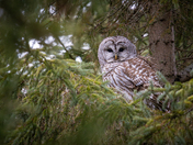 Barred Owl