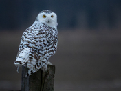 Snowy Owl