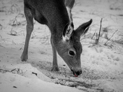 Licking Seeds
