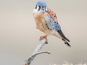 Male american kestrel 
