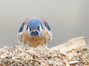 Male American kestrel 