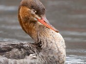 Female common merganser 