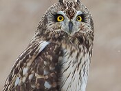 Short-eared owl 