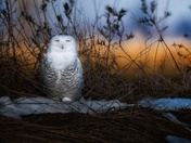 Sleepy Snowy Owl