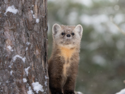 Pine Marten in a light snow
