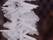 Intricate Feather Hoar Frost Components