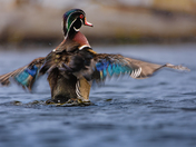 Woody Ribbon Dancing