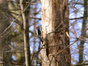 Hear me "Drumming"...