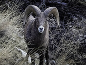 Bighorn Ram on Patrol