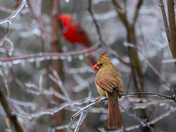 Ice Storm Cardinals