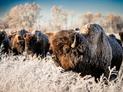 Bison Herd in Hoar Frosted Sage Brush