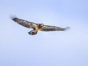 The sky is the limit