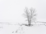 Minimalist Cliché: Lonely against the Snowstorm