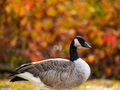 Zen Goose