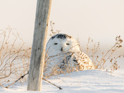 Snowy Owl