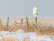 Snowy owl 