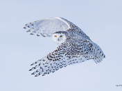 Snowy owl