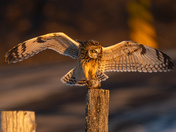 Short eared owl