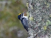Black-backed Woodpecker