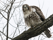 Red-tailed Hawk