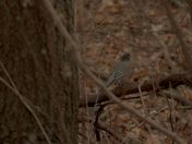 American Robin in Warm Febraury