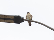 Red Tailed Hawk on a Post