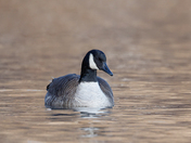Lonely canada goose 