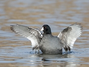 American coot 