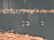 swans in flight
