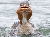 Common merganser and a fish