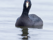 American coot