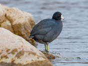 American coot