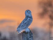 Snowy owl at sunset