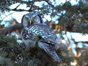 Formidable little Raptor