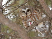 Saw Whet Owl